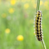 Burnet Moth Caterpillar 1 